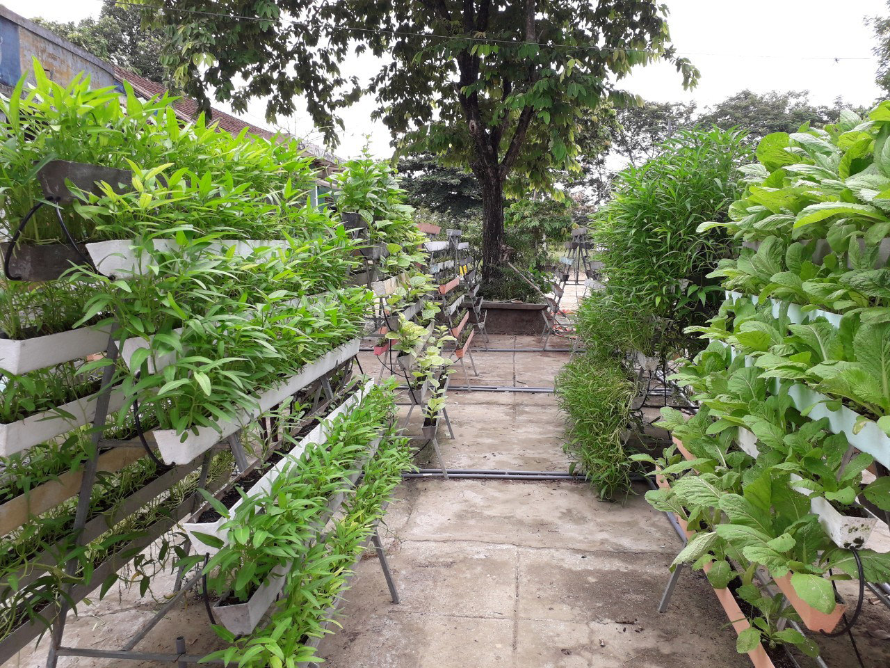 Allotment Garden in Hue
